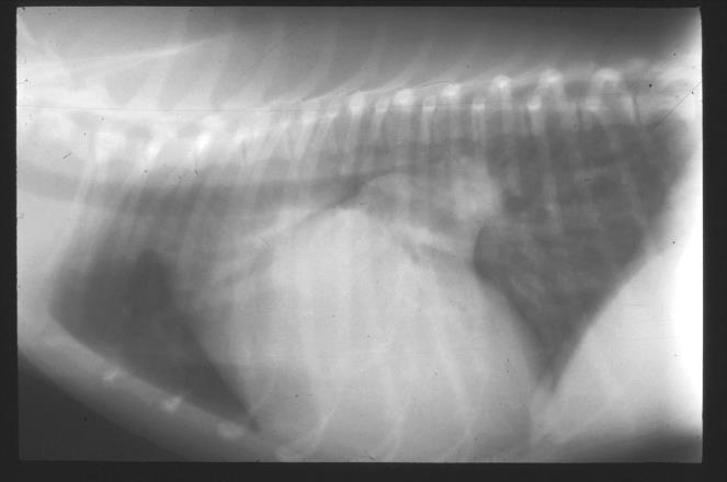 Ingrandimento del Cuore Sx: cause Patologie della mitrale Endocardiosi Displasia congenita (soggetti giovani > GT; <CN) Insufficienza aortica (di origine endocarditica) Miocardiopatia dilatativa