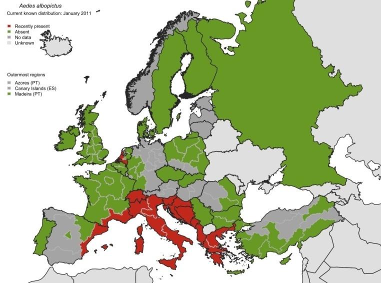 Il suo arrivo in Italia Originaria del Sudest Asiatico è stata segnalata per la prima volta in Italia nel 1990 nel porto di Genova, in un carico copertoni usati provenienti dagli USA In