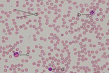 Sangue: le cellule rappresentano la porzione vivente sono i globuli rossi, bianchi e le piastrine.. La matrice del sangue è il plasma, dal 52% al 62% del volume totale del sangue.