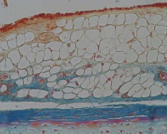Tessuto adiposo le cellule sono gli adipociti, e sono specializzate nell immagazzinare grasso sotto forma di microscopiche goccioline I lipidi sono la forma chimica attraverso cui l organismo