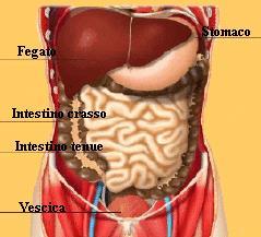 membrane addominali, il peritoneo è la membrana seriosa che riveste l addome il mesentere (peritoneo viscerale) si distende sugli organi addominali