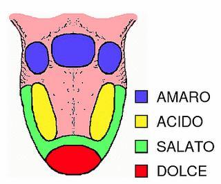 amaro > acido > salato