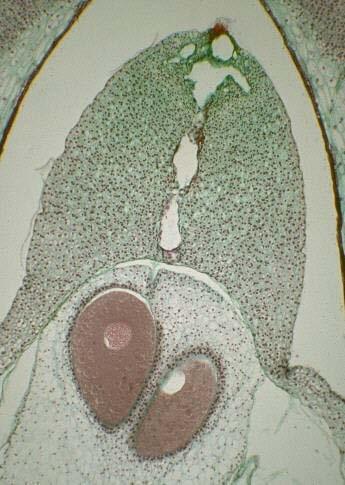 nocella Cellula uovo