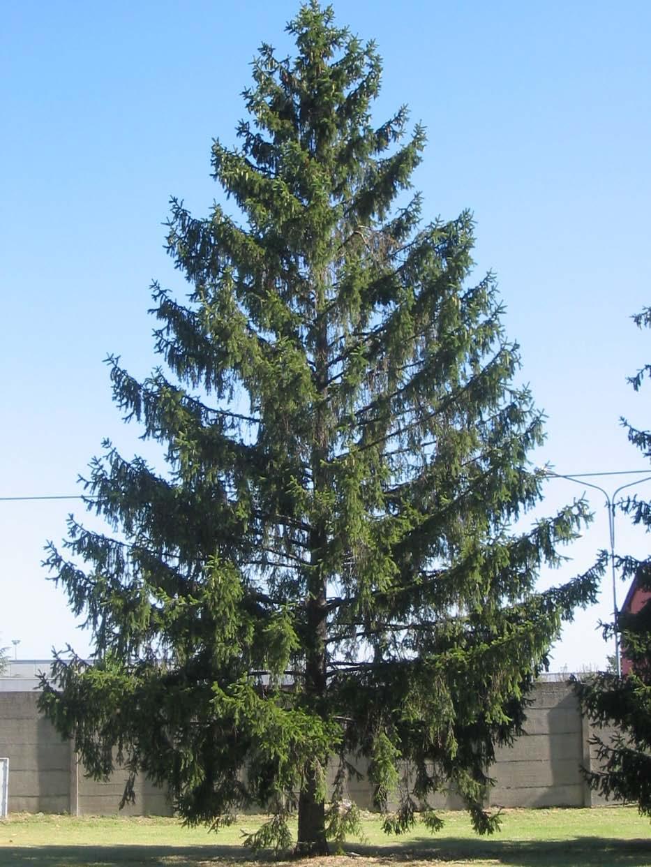 Picea abies (L.) H.Karst.