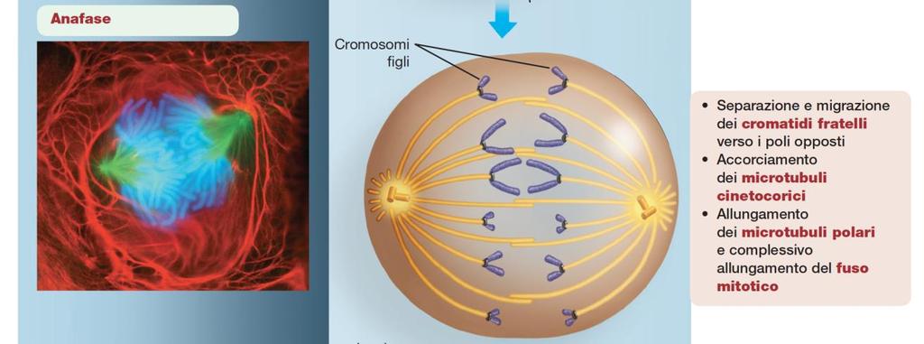 Anafase Separazione dei cromatidi