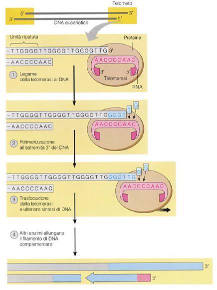 Replicazione del DNA Telomerasi