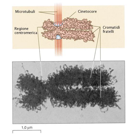 Profase: Inizia quando i lunghi filamenti di cromatina cominciano a condensarsi mediante processi di spiralizzazione nel quale i cromosomi diventano contemporaneamente più corti e più