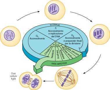 Pertanto: l assetto cromosomico di ogni gamete è la conseguenza diretta dell assortimento dei cromosomi