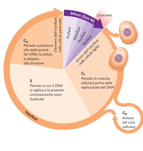 il ciclo cellulare è un alternanza di mitosi ed interfase Verifica fedeltà di replicazione DNA (diversa durata nei diversi tipi
