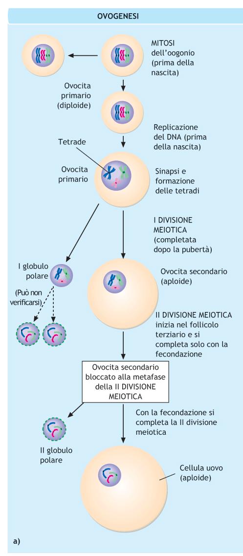 diploide (2n)