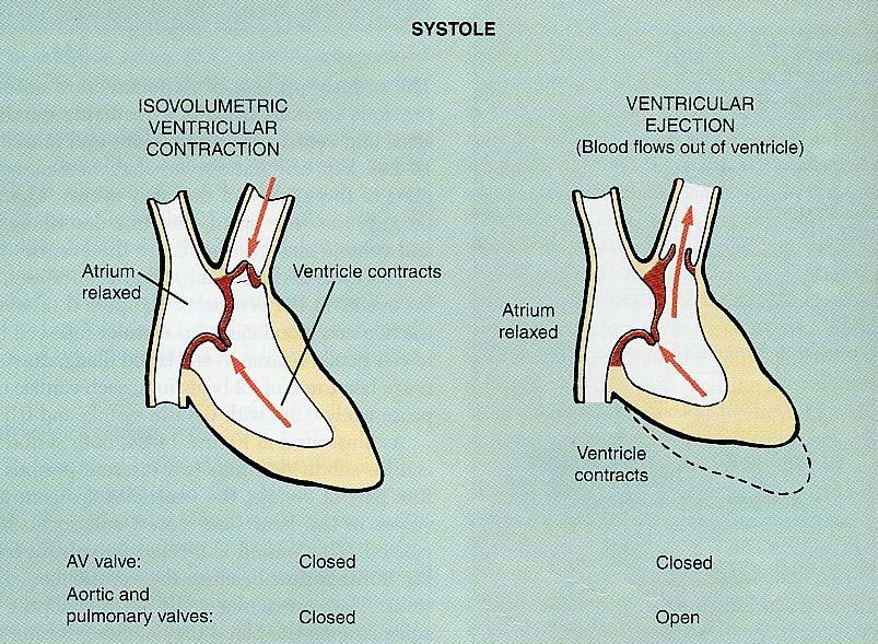 SISTOLE CONTRAZIONE VENTRICOLARE ISOVOLUMETRICA EIEZIONE VENTRICOLARE Atrio rilasciato ventricolo contrazione Atrio rilascia to ventricolo in contrazione VALVOLA AV: VALVOLE AORTICA E POLMONARE: