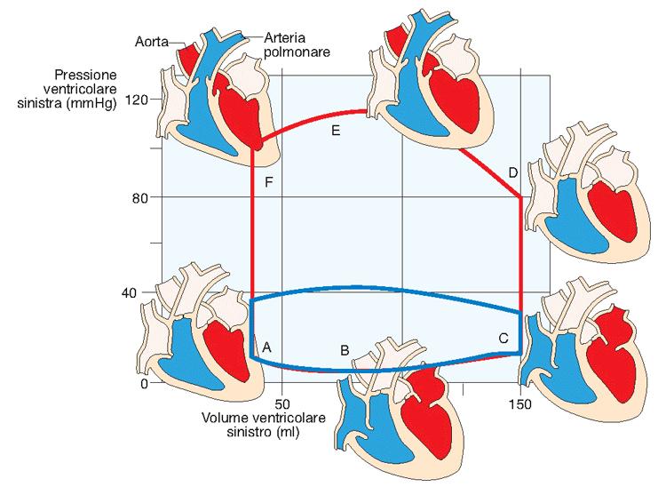 Diagramma P-V del ciclo cardiaco (ventricolo sinistro e destro) A-C: riempimento diastolico; termina con la chiusura della mitrale.