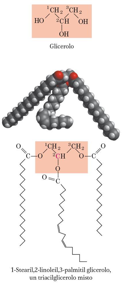 I triacilgliceroli La maggior parte dei grassi e degli oli naturali (oli vegetali, grassi animali) = triacilgliceroli (trigliceridi, grassi neutri) sostanze apolari insolubili in acqua.
