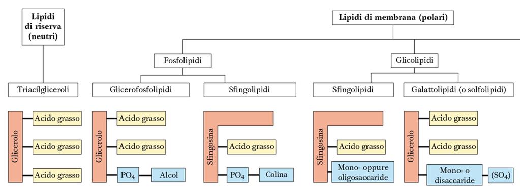 Schema dei lipidi di