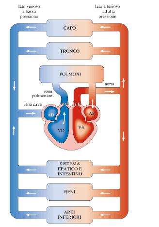 Equazione di continuità Esempio di applicazione al flusso sanguigno Negli esseri umani il sangue fluisce dal cuore nell aorta, dalla quale passa nelle arterie maggiori.