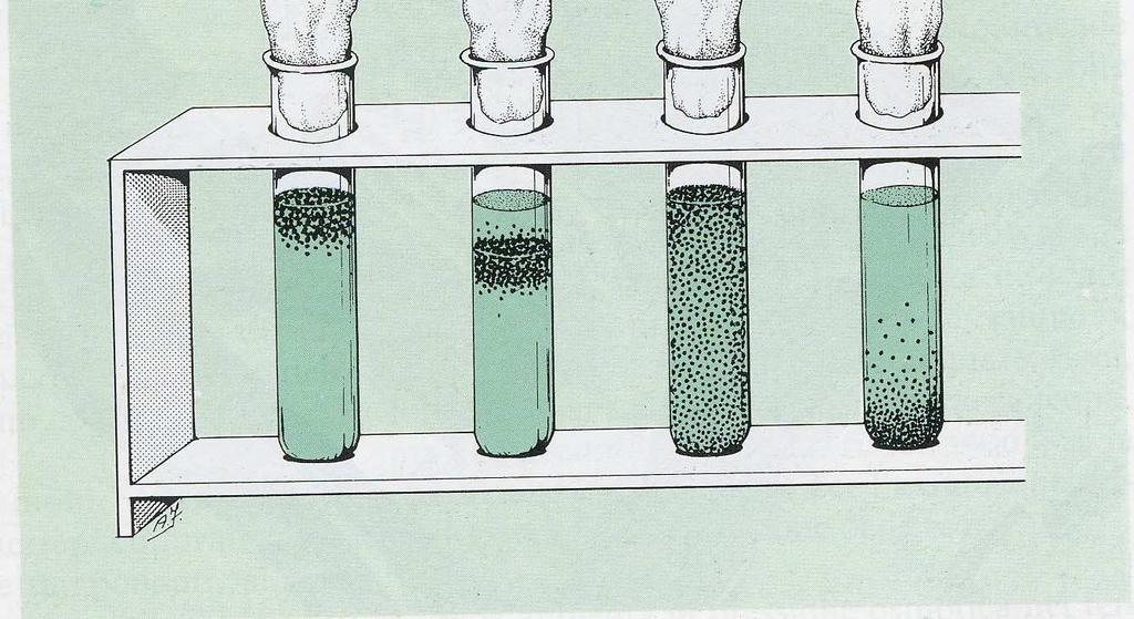 Anaerobi facoltativi (germi di interesse medico in flora intestinale, metabolismo sia ossidativo che fermentativo: