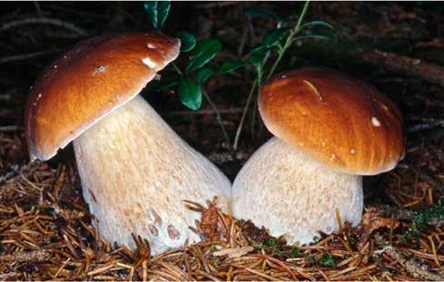 Boletus edulis: è il più conosciuto e ricercato dai fungaioli.