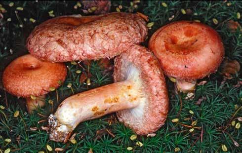Lactarius torminosus: detto anche peveraccio delle coliche è un simbionte della betulla.