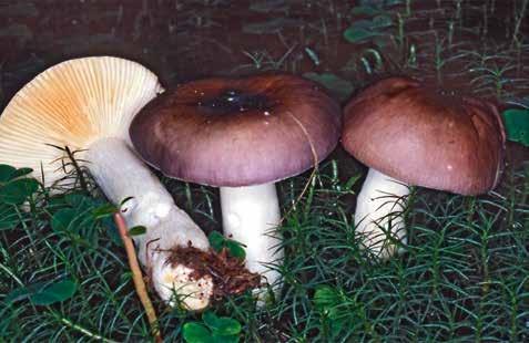 Russula cyanoxantha: presente da giugno fino all autunno inoltrato sia in boschi di conifere che di latifoglie, è considerato un