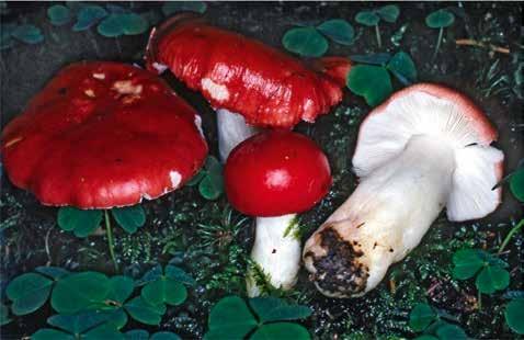 Russula emetica: molto comune nelle zone alpine, in boschi di conifere, con prevalenza di abeti, ma anche sotto betulle.
