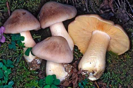 Il cappello degli esemplari maturi può essere invaso da Volvariella surrecta, il cui micelio è tossico.