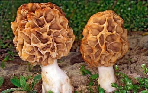 Morchella esculenta: fungo primaverile, molto conosciuto e ricercato, cresce sotto latifoglie in terreni soffici e sabbiosi.