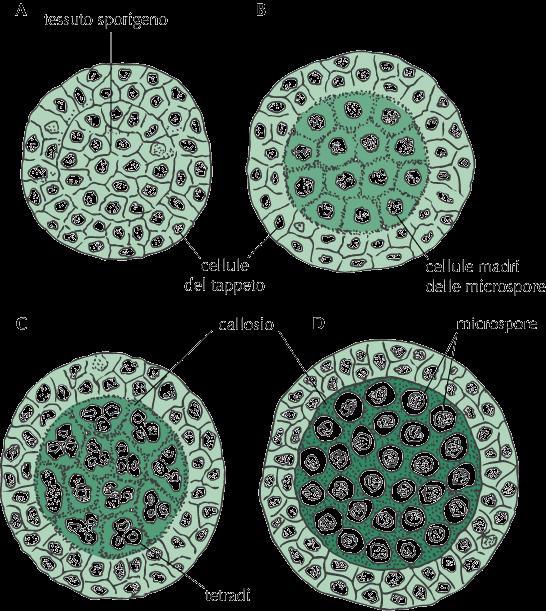 SEZIONE TRASVERSALE DELLA SACCA POLLINICA Cellule madri delle microspore (2n) meiosi microgametofito o