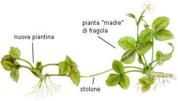 Gli steli, le foglie e le radici sono detti organi vegetativi