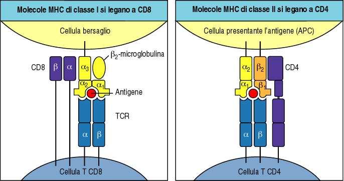 Presentazione dell antigene