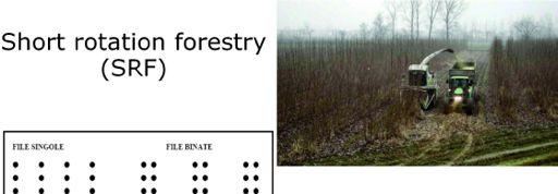 Short rotation forestry (SRF) specie arboree a rapida crescita elevata densità d impianto (6.000-15.