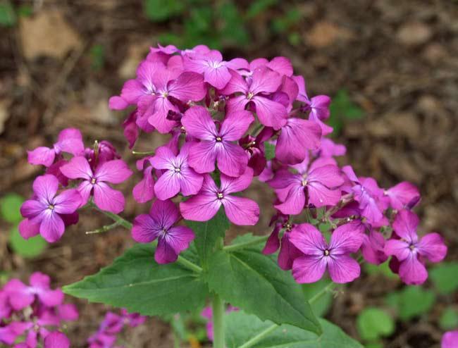 Lunaria annua,