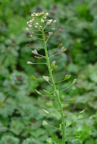 CAPSELLA BURSA PASTORIS, borsa di pastore, una Brassicacea