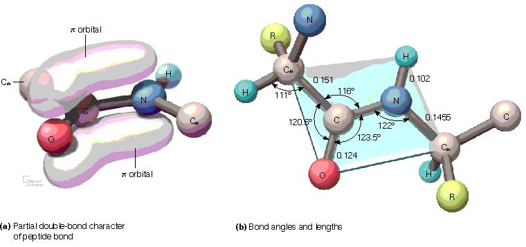 Il legame peptidico Geometria dello scheletro covalente: il legame peptidico (legame ammidico) è planare. C - C=O - NH - C si trovano tutti sullo stesso piano (in verde).