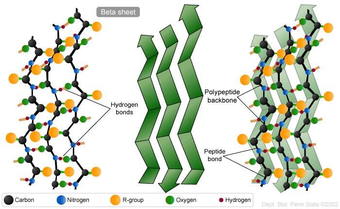 La conformazione (foglietto ) E la conformazione in cui lo scheletro della catena polipeptidica è la più estesa possibile e procede a zig-zag. Distanza assiale tra amminoacidi 3,5 Å.