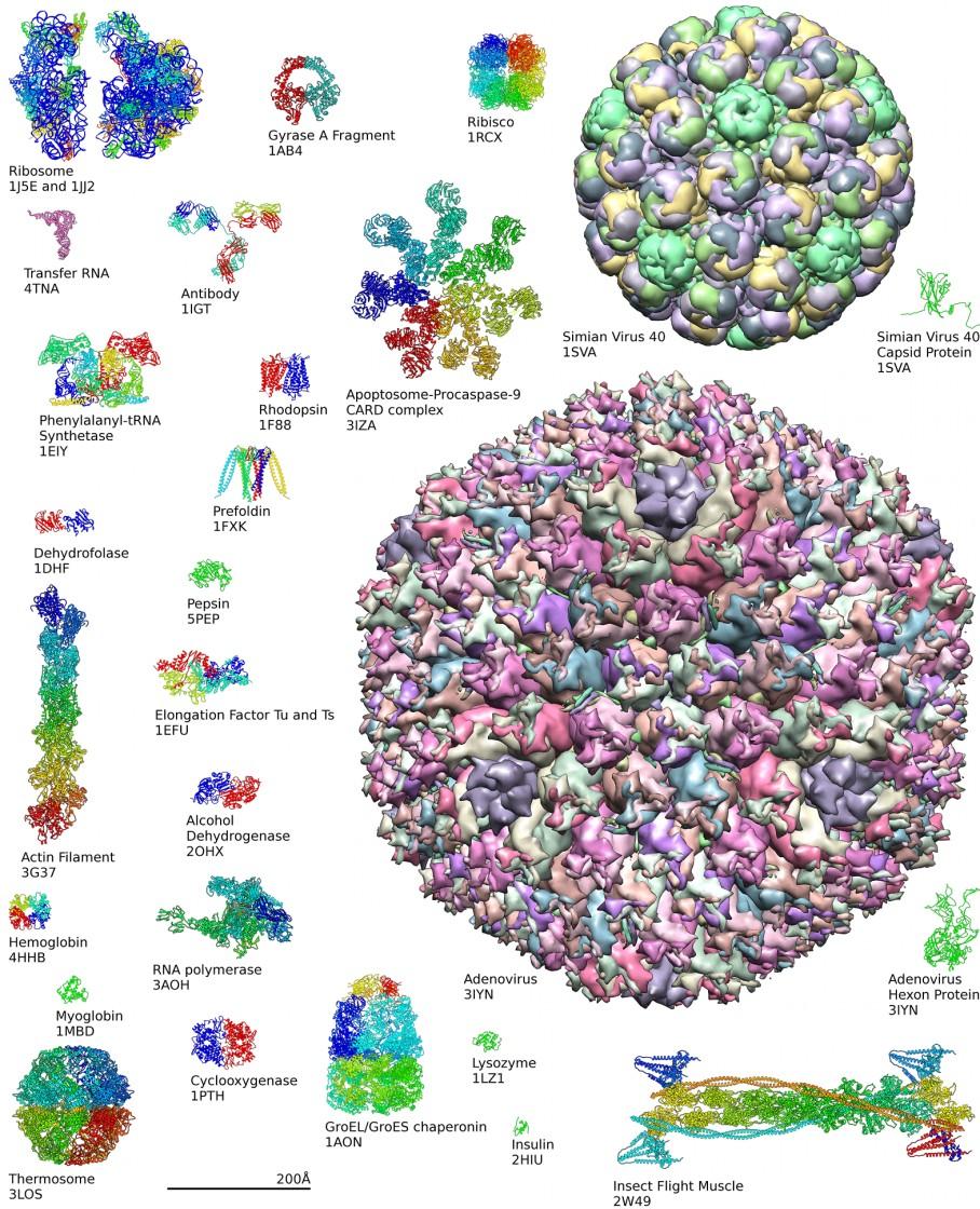 La struttura quaternaria: le proteine multisubunità La struttura quaternaria descrive la disposizione spaziale delle diverse subunità e la natura delle loro interazioni.