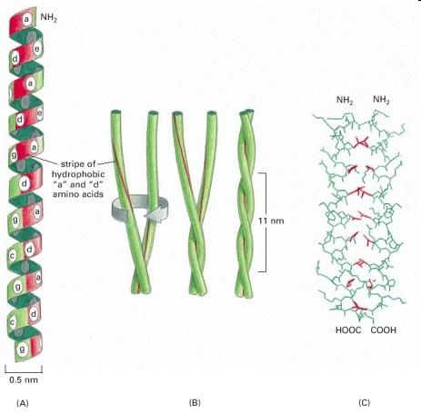 Proteine fibrose - -cheratina α-cheratine, proteine allungate o filamentose dei mammiferi: adatte a resistere alla tensione.