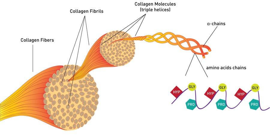 crociati che aumentano la resistenza Struttura della fibrilla di collagene di tipo I