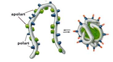 Le proteine globulari Esistono in una enorme varietà strutturale. Quasi tutte hanno parti in α-elica o in conformazione-β. Il loro ripiegamento è complesso e privo di simmetria.