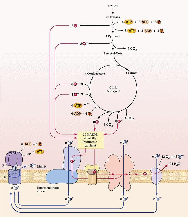 Glicolisi (nel citosol) Ciclo dell acido