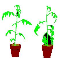 L epinastia è la curvatura verso il basso delle foglie causata da una maggiore crescita delle cellule nella parte superiore del