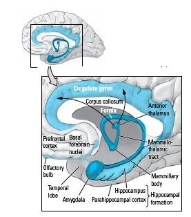 MLT e sistema temporale mediale Le afferenze corticali raggiungono, attraverso il giro del cingolo, la formazione dell ippocampo che, dopo aver elaborato le