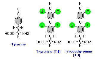 Gli ormoni tiroidei derivano dall AA