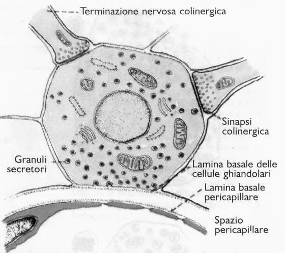 Midollare del surrene Cellule cromaffini.