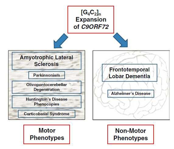 C9orf72: the neuronal selective vulnerability Psychiatric Diseases Knock et al.