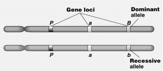Negli eucario1 geni sono espressi a livelli diversi Il TRASCRITTOMA misura l insieme degli RNA presen/ e la sua complessità dipende dagli mrna Per ABBONDANZA di un mrna si intende il suo numero medio