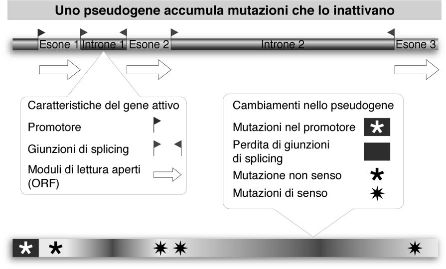 Derivano da duplicazione genica e accumulo