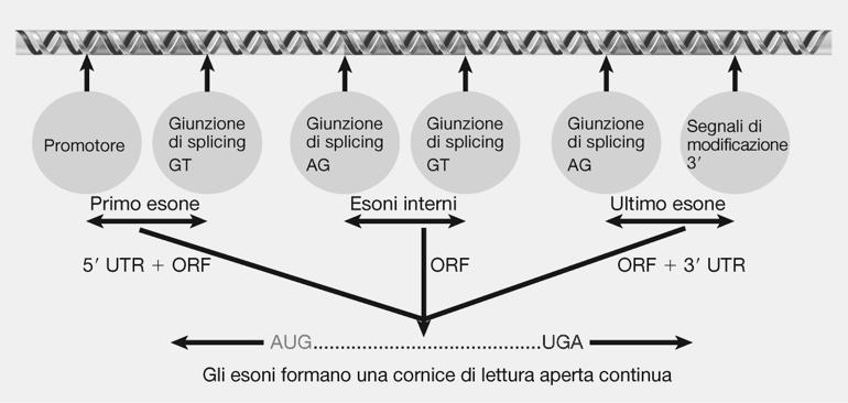 La percentuale di DNA ripe77vo nei genomi dei singoli organismi varia mol7ssimo: i procario/ contengono solo DNA non ripe//vo negli eucario/ inferiori il DNA ripe//vo è 20% nelle cellule animali,