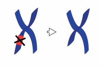 Attività pratica 2 I riarrangiamenti cromosomici Nelle illustrazioni sono schematizzati i riarrangimenti cromosomici.