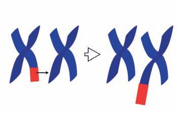 Anomalie di struttura Cosa osservi Cosa significa Si perde una porzione di cromosoma Duplicazione Duplicazione Un cromosoma ha perso una parte che si è