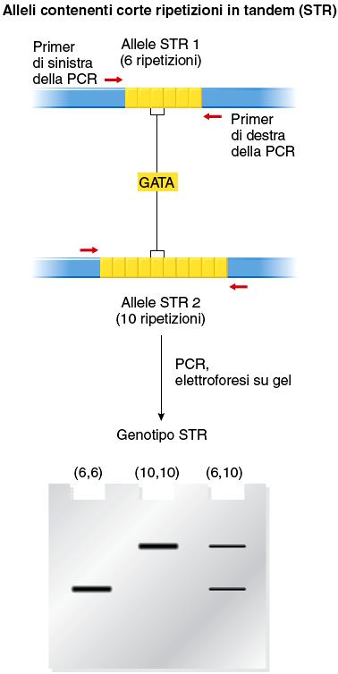 STR (Short Tandem repeats) regioni ipervariabili del DNA costituite da sequenze di 2-62 6 nucleotidi ripetute in tandem 2 varianti alleliche Nel genoma umano: 128000